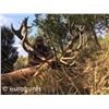 Image 1 : 4-Day Free Range Red Stag Hunt for Two Hunters in Spain - Includes Trophy Fees and VIP Bullfight Pas