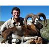 Image 1 : 3-Day Iberian Mouflon Hunt for Two Hunters in Spain - Includes Trophy Fee