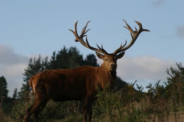 5 day New Zealand Red Deer Up To 419 SCI Hunt And Fishing Trip For One 5 day New Zealand Red Deer Up To 419 SCI Hunt And Fishing Trip For One