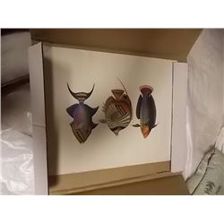 PRINT - 3 FISH - PRINTED IN ITALY
