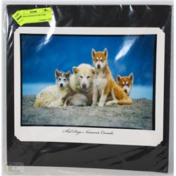 SLED DOGS NUNAVAT PICTURE