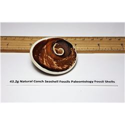 NATURAL CONCH SEASHELL FOSSIL SPECIMEN