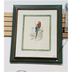 FRAMED PRINT OF A PARROT