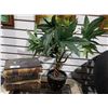 Image 1 : THREE ANTIQUE BOOKS & DECORATIVE PLANT