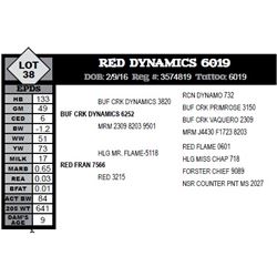 RED DYNAMICS 6019