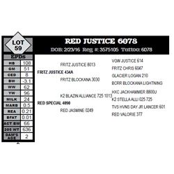 RED JUSTICE 6078