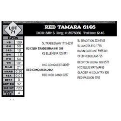 RED TAMARA 6146