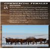 Image 1 : Commerical Females