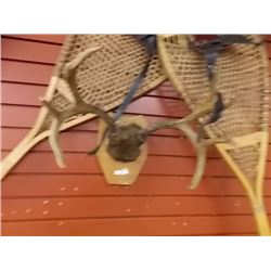 WALL  MOUNTED DEER ANTLERS