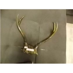 SET OF ANTLERS