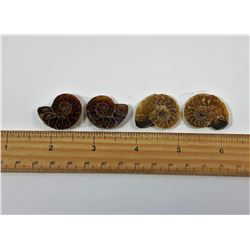 LOT OF 4 MATCHED AMMONITE FOSSIL SPECIMENS