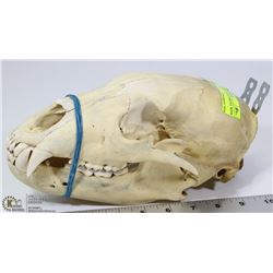 VINTAGE BROWN BEAR SKULL WITH WALL MOUNTS