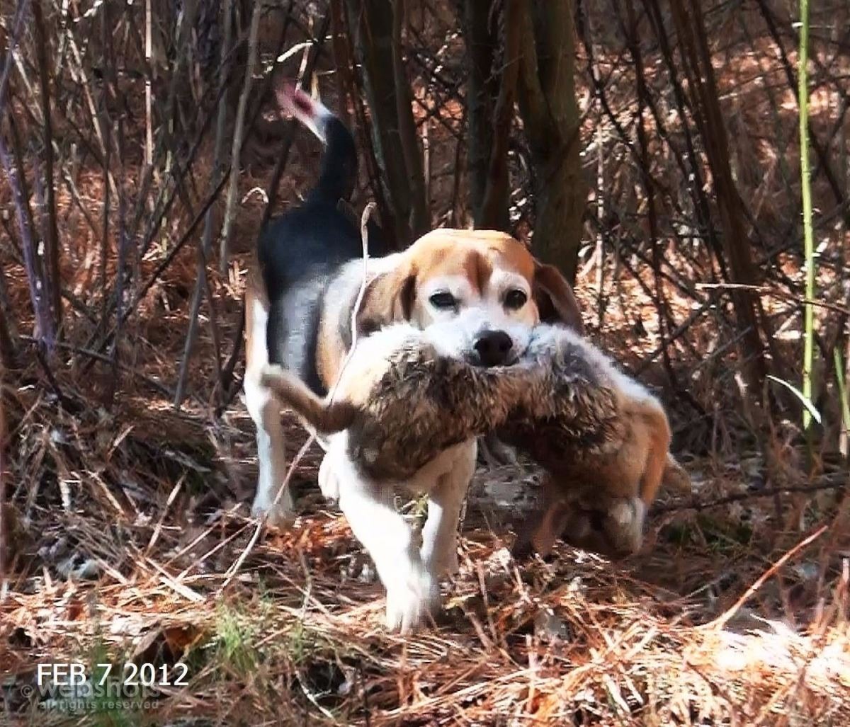 BEAGLE RABBIT HUNT