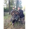 Image 1 : YOUTH TURKEY HUNT (WASHINGTON STATE), CUSTOME BOX CALL, & FULL BODY TAXIDERMY TURKEY MOUNT