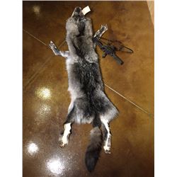 *SILVER WOLF TANNED PELT & 2 LONG SPRING TRAPS*