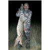 Image 2 : Caracal & Serval With Hounds - A very special double cat hunt in South Africa's Free State!