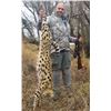 Image 4 : Caracal & Serval With Hounds - A very special double cat hunt in South Africa's Free State!