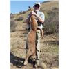 Image 5 : Caracal & Serval With Hounds - A very special double cat hunt in South Africa's Free State!