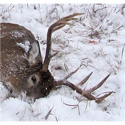 Alberta - Resident Whitetail and Wolf Combo - Blue Sky Outfitting
