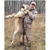 Image 5 : Alberta - Resident Whitetail and Wolf Combo - Blue Sky Outfitting