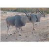 Image 6 : Zimbabwe - Desfountain and Jones – 7 Day Eland Bull Hunt