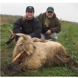 Serbia – Racka Sheep, Roe Deer and Duck Hunt with Touring