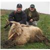 Image 1 : Serbia – Racka Sheep, Roe Deer and Duck Hunt with Touring
