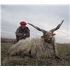 Image 2 : Serbia – Racka Sheep, Roe Deer and Duck Hunt with Touring
