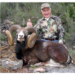 Spain – 3 Day Hunt for Free Range Iberian Mouflon Sheep