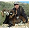 Image 3 : Spain – 3 Day Hunt for Free Range Iberian Mouflon Sheep