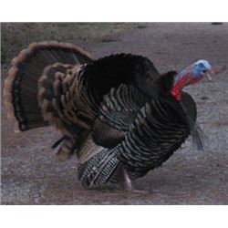 British Columbia - 2 Day Turkey Hunt with Kettle River Guides