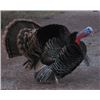 Image 1 : British Columbia - 2 Day Turkey Hunt with Kettle River Guides