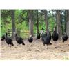 Image 3 : British Columbia - 2 Day Turkey Hunt with Kettle River Guides