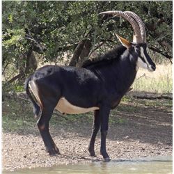 South Africa Limpopo – 12 Days, Sable, with Botswana Tuli Block Trip