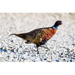 Alberta - Pheasant Hunt for 2 Youth and a Parent
