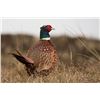 Image 5 : Alberta - Pheasant Hunt for 2 Youth and a Parent