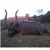 Image 2 : South Africa - 7 Day Nyala Hunt with Hotfire Safaris