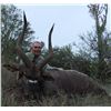 Image 3 : South Africa - 7 Day Nyala Hunt with Hotfire Safaris