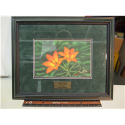 Glen Scrimshaw Signed Framed Print “Twin Lilies” (Certified Authentic)
