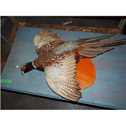 Stuffed Pheasant, Old, Flying