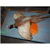 Image 1 : Stuffed Pheasant, Old, Flying