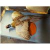 Image 2 : Stuffed Pheasant, Old, Flying