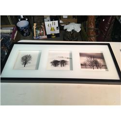 Modern Window Box Trees Photos Picture Framed, 28”x12”