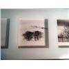 Image 3 : Modern Window Box Trees Photos Picture Framed, 28”x12”