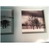 Image 4 : Modern Window Box Trees Photos Picture Framed, 28”x12”