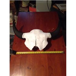 Buffalo Skull
