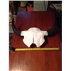 Image 1 : Buffalo Skull