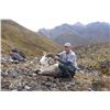 Image 1 : 10 DAY DALL SHEEP AND MOUNTAIN CARIBOU HUNT IN THE YUKON