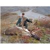 Image 2 : 10 DAY DALL SHEEP AND MOUNTAIN CARIBOU HUNT IN THE YUKON