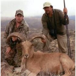 Aoudad Hunt
